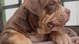 Amarican Bully XL