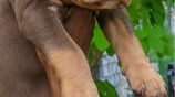 Amarican Bully XL