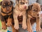 American Bully XL