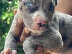 American Bully Xl Puppies