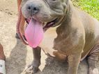 American Bully Xl Puppies