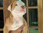 Amarican Bully Xl Puppies