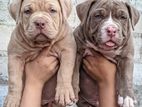 Amarican Bully Xl Puppies