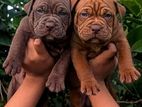 Amarican Bully Xl Puppies