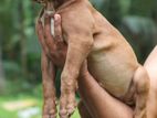 American Bully Puppies