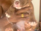 American Bully Xl Puppy