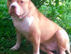 Amarican male bully for stud service