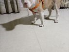 American XL Bully