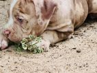 American Bully Puppy