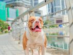 American Bully Dog for Crossing