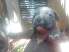 American Bully Puppy
