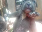 American Bully Puppy