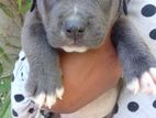 American Bully Puppy