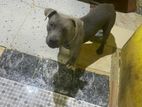 American Bully