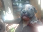 American Bully Puppies