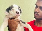 American Bully Puppy