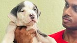 American Bully Puppy