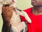 Amarucan bully XL