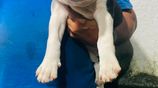 American Bully Puppy