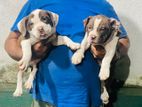 American Bully Puppy