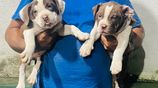 American Bully Puppy