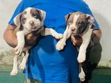 American Bully Puppy