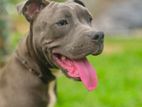 American Bully Puppy