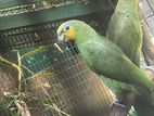 Orange Wings Amazon Parrot