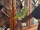 Amazon Parrot