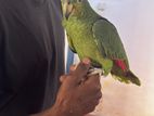 Amazon Parrot