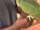 Amazon Parrot