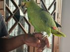 Amazon Parrot