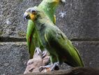 Amazon Parrot