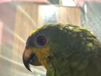 Amazon Parrot Orange Winged