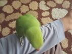 Green Parrot