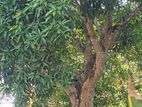 Mango Tree