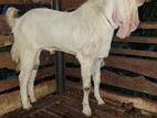 Farm Goat