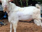 Male Goat