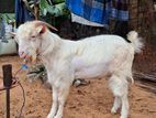 Male Goat