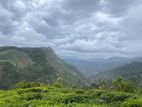 Ambewela Estate Land” for Sale – Rendapola Road, Nuwara Eliya