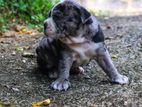 American Bully Puppies