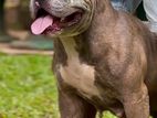 Amercian Bully Female Dog