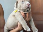 American Bully Puppies