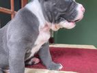 American Bully Puppies