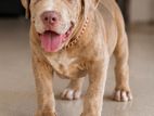 Amercian Bully XL Puppies