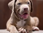 Amercian Bully XXL Puppies
