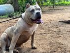 Amerian Bully