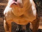 American bully For Crossing
