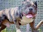 America Bully Dog for Crossing