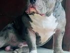 American Bully Dog for Crossing